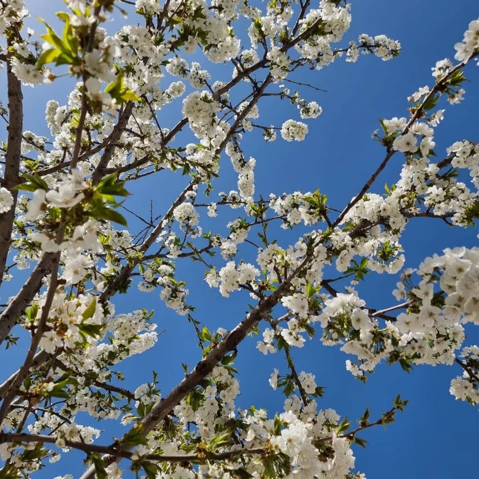C'est comme ça que le printemps frappe à la porte..